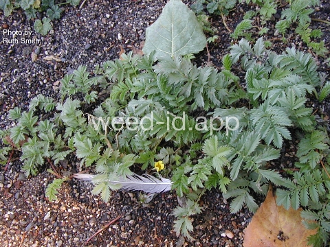 cinquefoil, silverweed